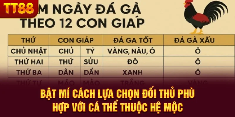 Màu Mạng Gà Đá